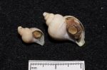 Gastropoda