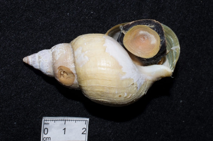 Buccinum hydrophanum - operculum Buccinum hydrophanum - operculum