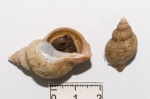 Buccinum ciliatum, author: Fisheries and Oceans Canada, Claude Nozes