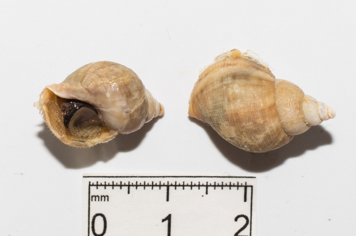 Buccinum cyaneum - pair Buccinum cyaneum - pair
