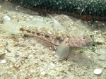 Gobius niger