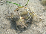 Liocarcinus vernalis, author: Pillon, Roberto