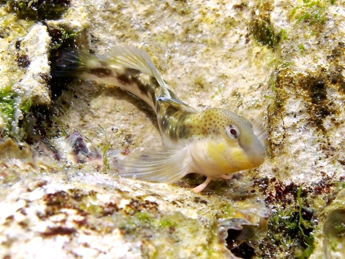 Microlipophrys adriaticus (male)