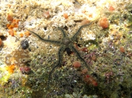 Ophiothrix fragilis