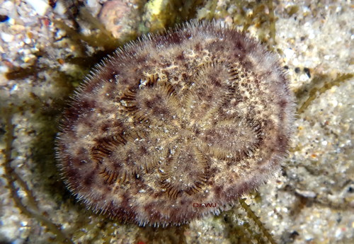 Clypeaster reticulatus (Linnaeus, 1758) Clypeaster reticulatus (Linnaeus, 1758)