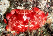 Carpilius convexus (Forsk, 1775), author: WJ, Chen &  Robert L.C. Lo