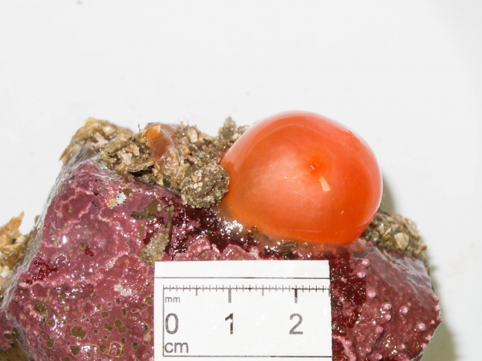 Cnemidocarpa finmarkiensis Cnemidocarpa finmarkiensis