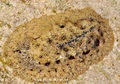 Mollusca (molluscs)