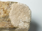 Bryozoans