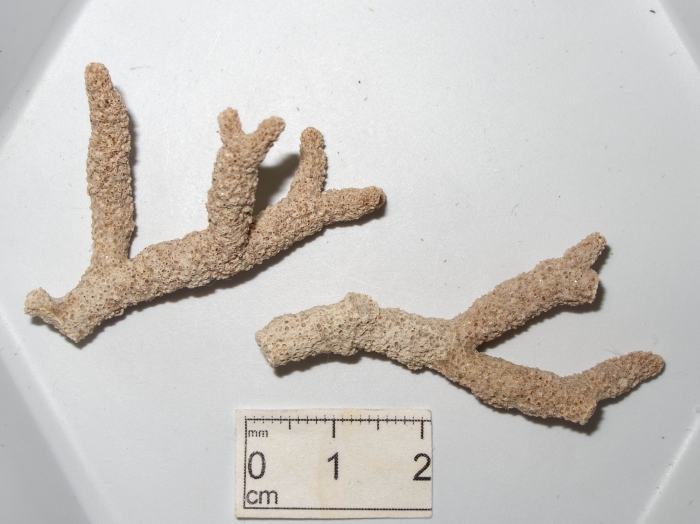 Celleporina surcularis Celleporina surcularis