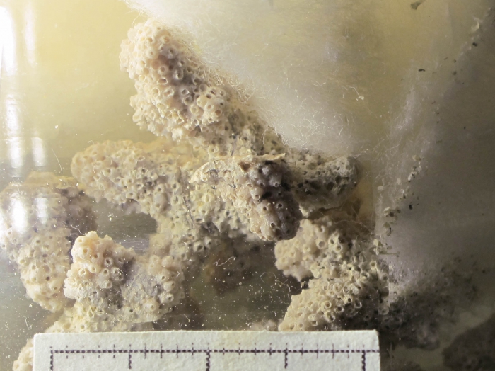 Celleporina ventricosa Celleporina ventricosa