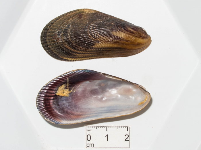 Arcuatula demissa Arcuatula demissa