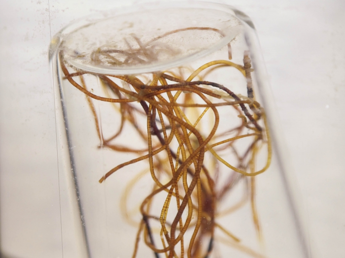 Pogonophora Pogonophora