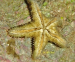 Echinodermata (Echinoderms)