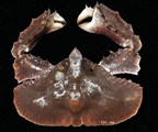 Cryptopodia fornicata (Fabricius, 1787), author: Dr. WJ Chen