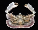 Cryptopodia fornicata (Fabricius, 1787), author: Dr. WJ Chen