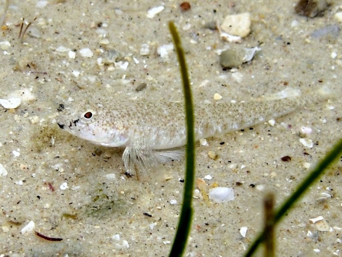 Pomatoschistus marmoratus (female)