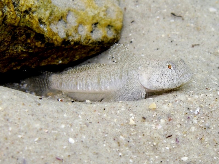 Pomatoschistus marmoratus (male)