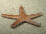 Asteroidea (starfish)