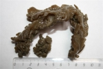 Ctenostomatida