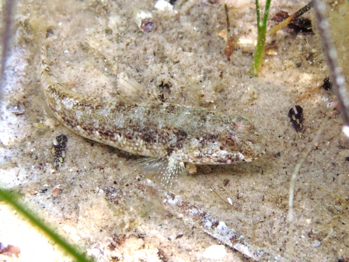 Gobius couchi