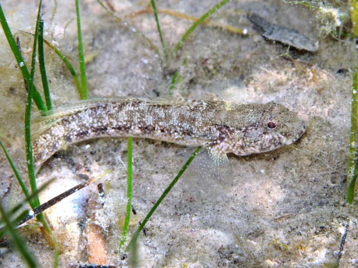 Gobius couchi