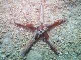 Astropecten bispinosus, author: Pillon, Roberto