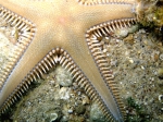 Species
