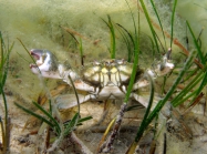 Carcinus aestuarii