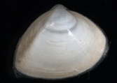 Spisula subtruncata, author: Hillewaert, H.