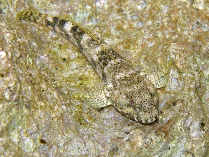 Gobius cobitis