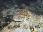 Gobius cobitis