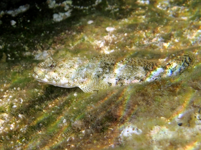 Gobius cobitis