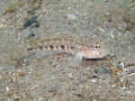 Gobius roulei