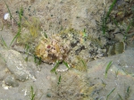 Perciformes
