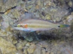 Symphodus ocellatus