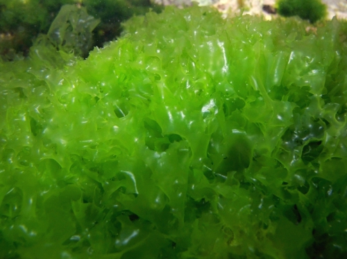 Ulva rigida Ulva rigida