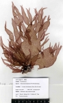 Protozoa