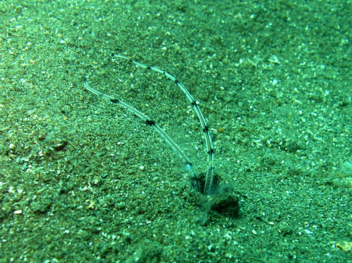 Mesochaetopterus rogeri. Locality : Cala Joncols, Spain