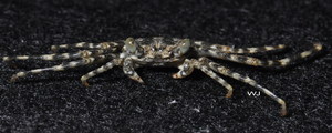 Grapsus longitarsis Dana, 1851, author: Dr. WJ Chen 