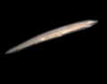 Cephalochordata (lancelets)