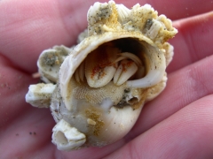 20061111_St.Andre Oostduinkerke