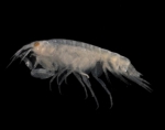 Amphipoda
