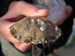 sterpok op rugschild strandkrab, restplaatjes van brakwaterzeepok