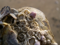 vulkaantje ( roze zeepok) tussen gekartelde zeepokken op rugschild strandkrab