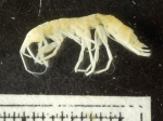 Amphipoda