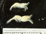 Eualus pusiolus, author: Fisheries and Oceans Canada, Claude Nozres