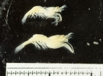 Shrimp