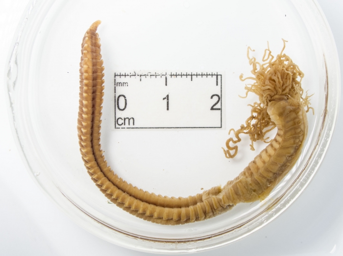 Amphitrite cirrata - preserved Amphitrite cirrata - preserved