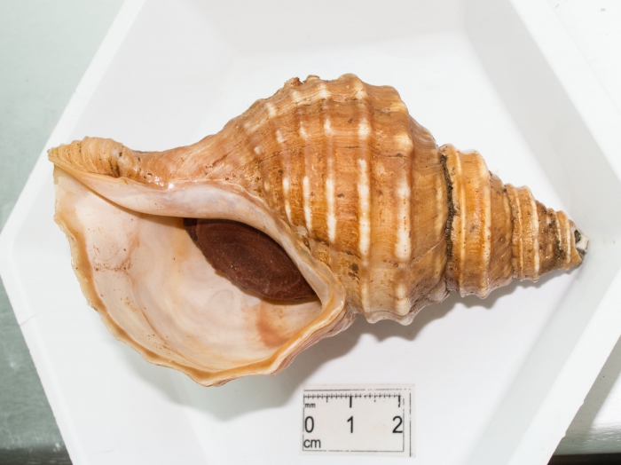 Neptunea Neptunea